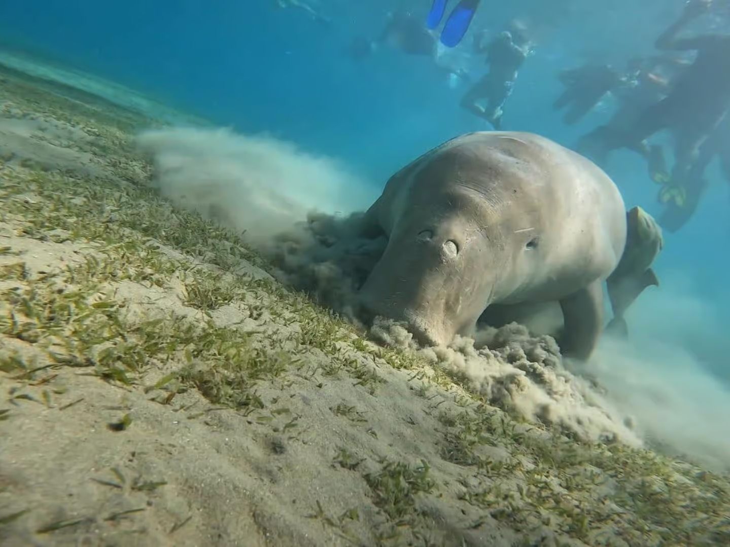 Dugong feeding on seagrass with snorkelers nearby
