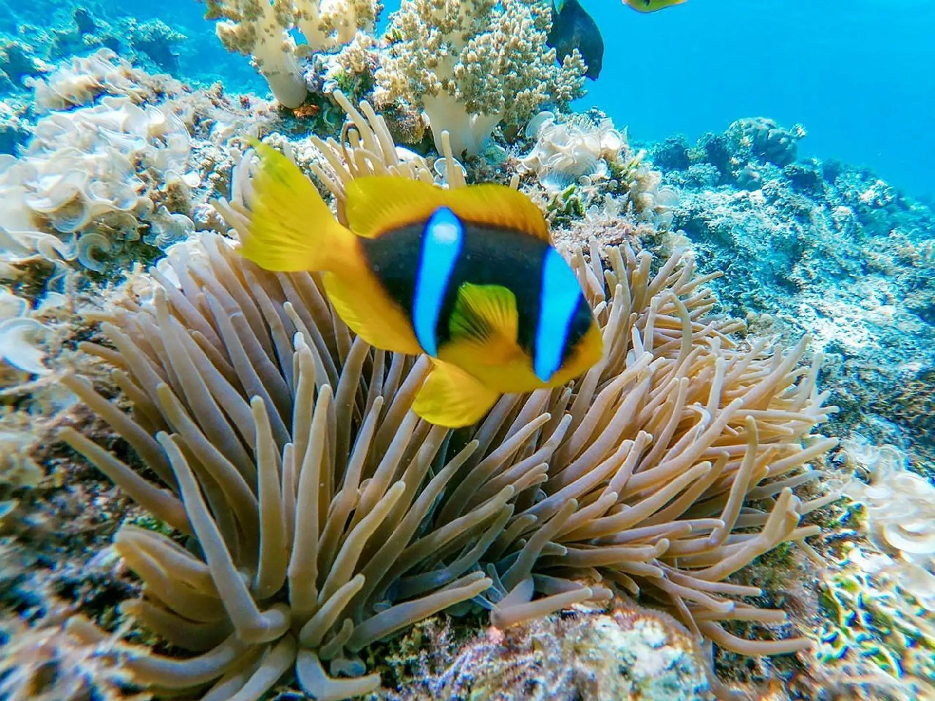 Clownfish in a sea anemone
