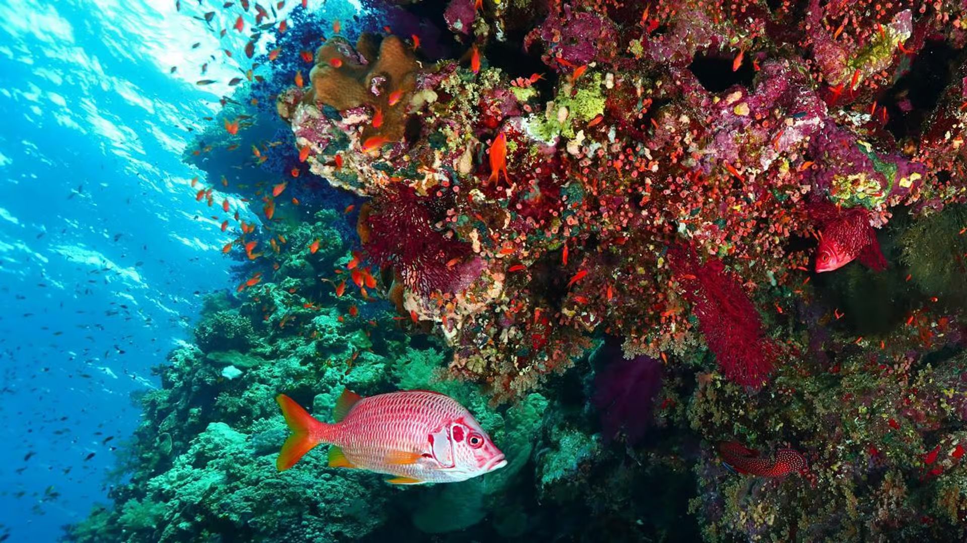 Sea Trip Ras Mohamed gallery photo 19