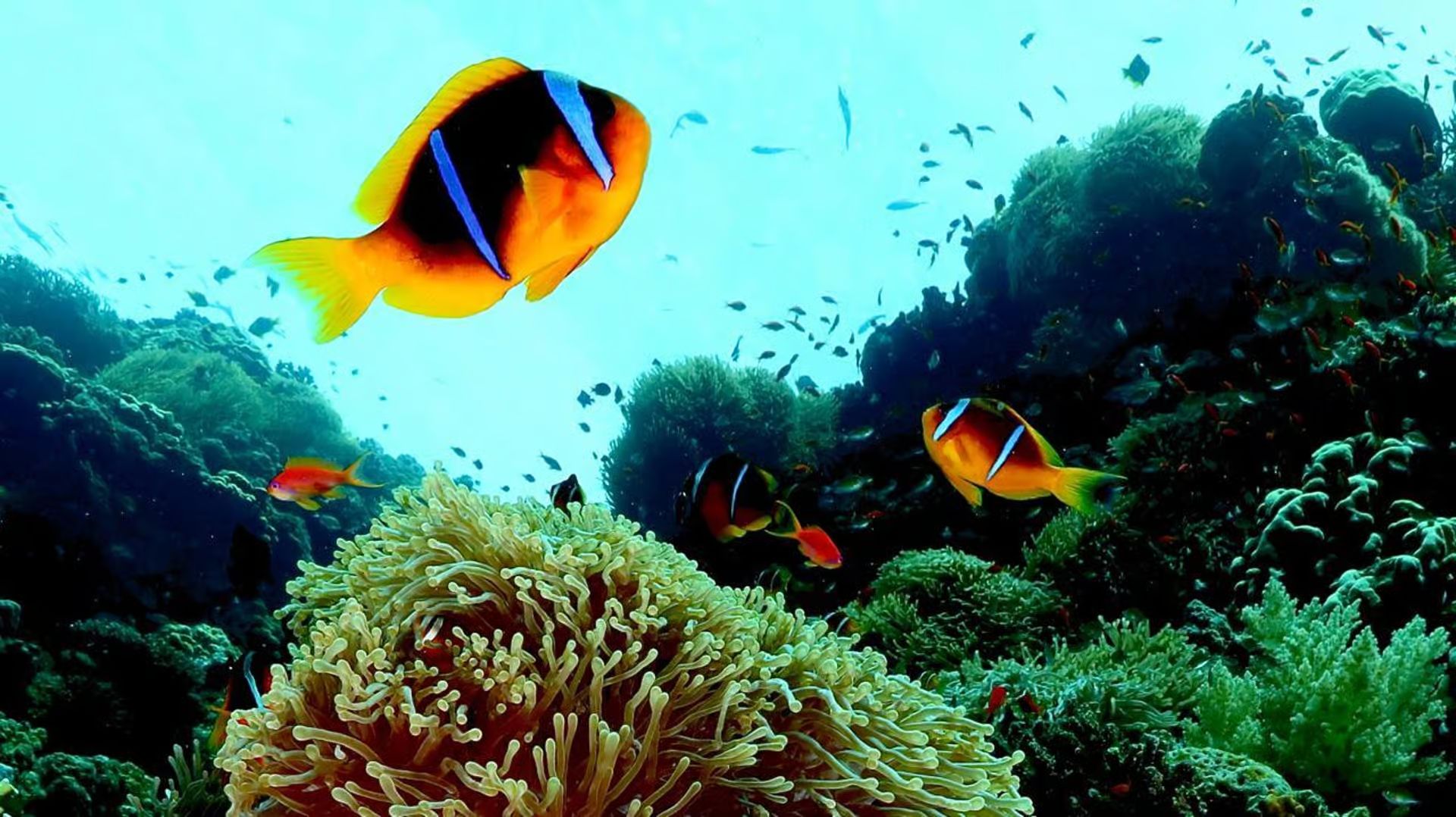 Sea Trip Ras Mohamed gallery photo 26